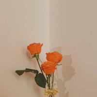 闲情，延伸时光的娇美