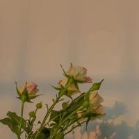 真正的夫妻原来是这样的