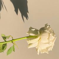 给女朋友晚安句子甜蜜 晚安一句话