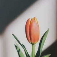 我想给你我的爱