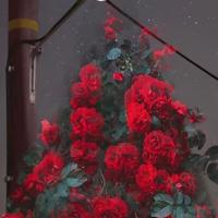 梦是前世缘今世劫