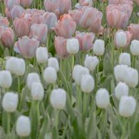 二月二龙抬头祝福语微信吉祥问候语大全