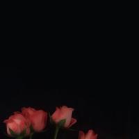 一朝花开错半期,伊人独上心头来