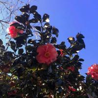 关于席慕容的经典爱情语录