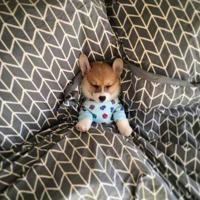 写景抒情的美文摘抄