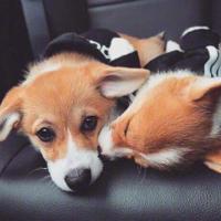 唯美热气球意境文字图片_逃离尘世的喧嚣