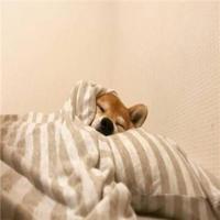 一个很真实的故事