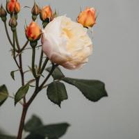 《气质最好的样子》：一个人的品行，决定了他未来的高度