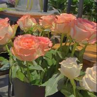 珍惜彼此感情的句子大全|情感一句话