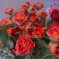 一只纯黑色的猫