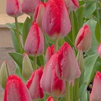 (校园爱情文章)曾经那个傻气的女孩