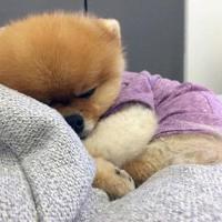 骆驼常怀忧患之心