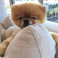 一花一世界，一叶一菩提