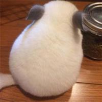 苹果女生的似水流年