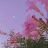 你是我天空中划过的凄美