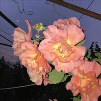 女生节标语口号创意搞笑条幅大全