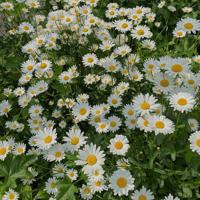 关于歌颂母爱的诗句大全,母爱句子