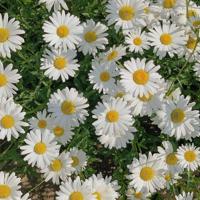 禅心，什么是禅？