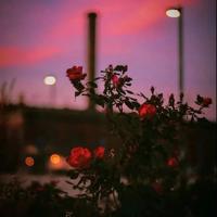 时光终究带走了思念