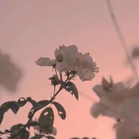 寄给天堂母亲的一封信