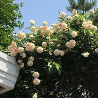 在水面飞翔的石头