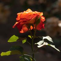 那个男人给我的爱