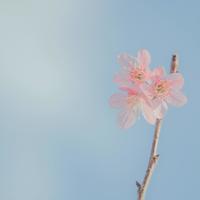 项飙【跨越边界的社区】- 北京“浙江村”的生活史