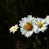 对你撒谎的人,永远别太相信。