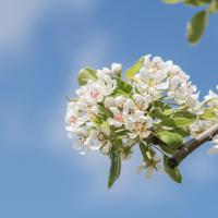 散文三十而立三十花开