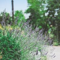 有关繁星的美文摘抄