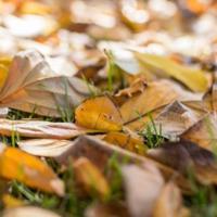 开吧,开吧,爱情的水仙花