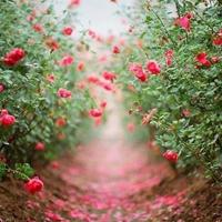 鼓舞自己战胜自己的励志名言