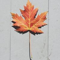 世界名人的经典语录 没有哪个胜利者信仰机遇