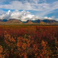 人心是慢慢变冷的，树叶也是