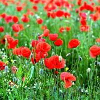 鬼打墙 ，半夜切勿出门