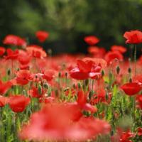 搞笑版女大学生生存的不完全手册