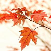 玩不起暧昧,咱拼真心