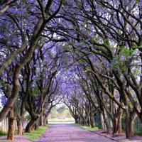 不要在深夜跳跳舞毯