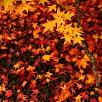 有你，寂寞也会开出花来