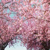 两个人的故乡散文欣赏