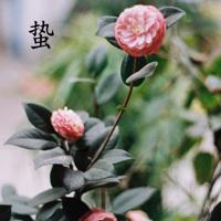 平淡才是最真的幸福