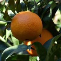 平西鬼故事之鬼故事乱入