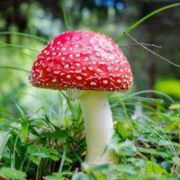 席慕容的经典爱情语录 真的，有很多事，是要发一点疯才能做出来