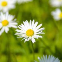 一只纯黑色的猫