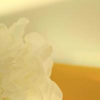 闲情，延伸时光的娇美