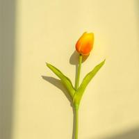 毛毛虫是怎样变成蝴蝶的