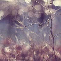 此生若是缘未尽，宁负苍天不负卿