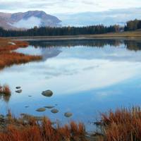 爱情的花朵盛开在连理枝头