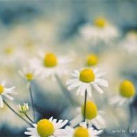 颜七:自制图希望喜欢哇。