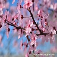 这辈子一定要让你的孩子知道三条鱼的故事